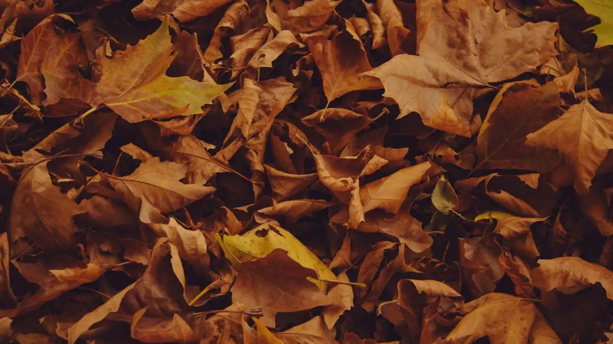 De herfst is je enige echte kans om blad te verzamelen