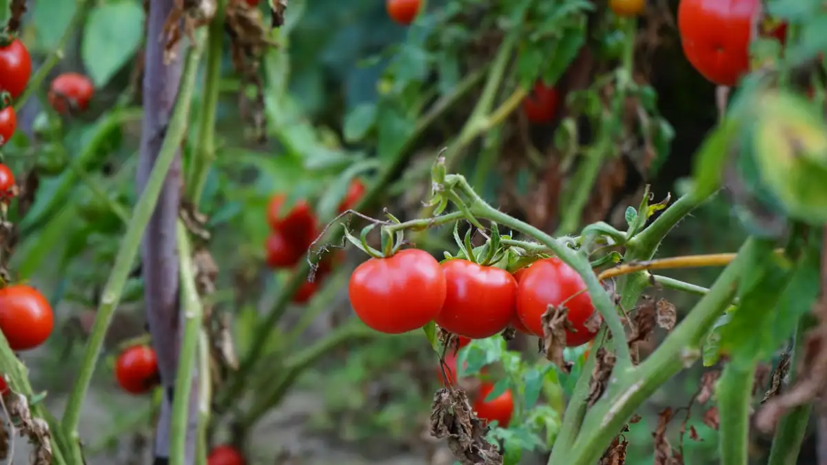 Neusrot is geen ziekte en toch verlies je je tomaten