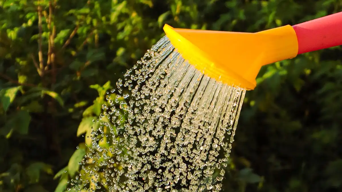 Elke avond water geven is extra vocht voor phytophthora