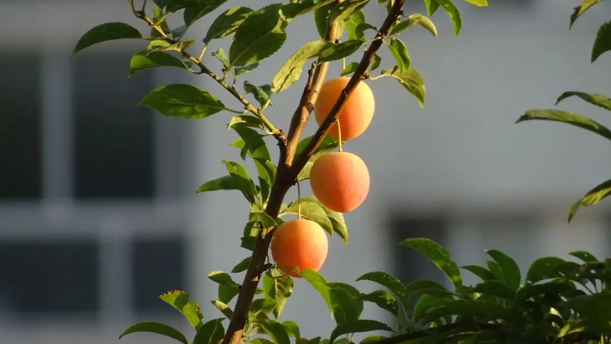 Welke fruitboom past echt in een kleine Nederlandse tuin?