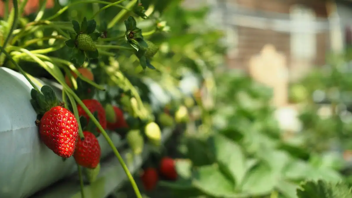 Aardbeien kweken op je balkon, ook zonder tuin of grond