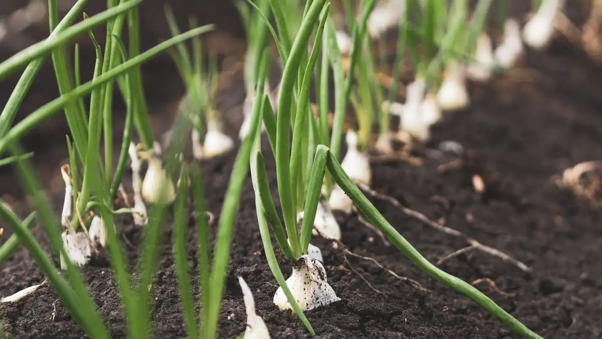 Uien al in juni oogsten kan, als je in oktober plant