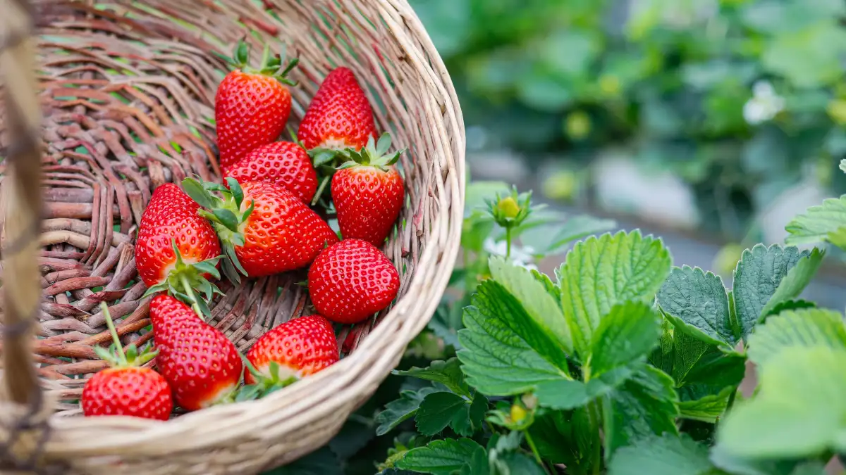Aardbeien de winter door helpen voor een vroege pluk