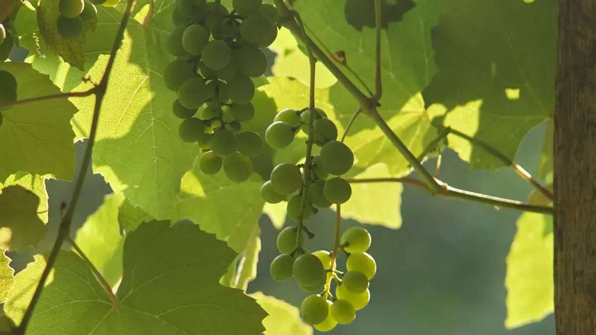 Zo kweek je druiven in de Nederlandse tuin, jaar na jaar