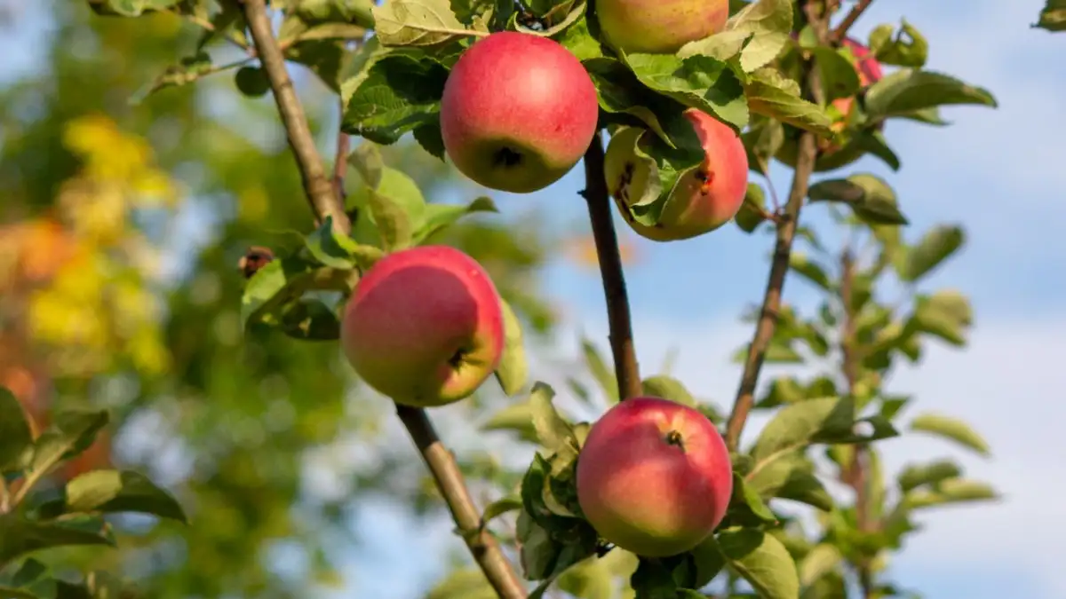 M9 of MM106? De code die de grootte van je appelboom bepaalt