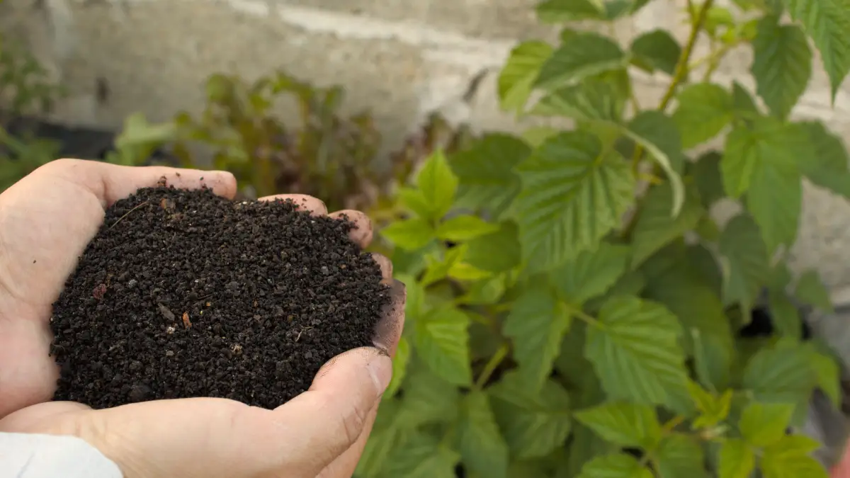 Compost voor de moestuin maak je zelf met deze 4 regels