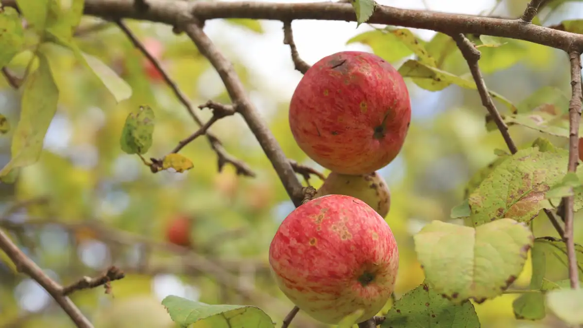 Niet elke appel op je boom is geschikt om te bewaren