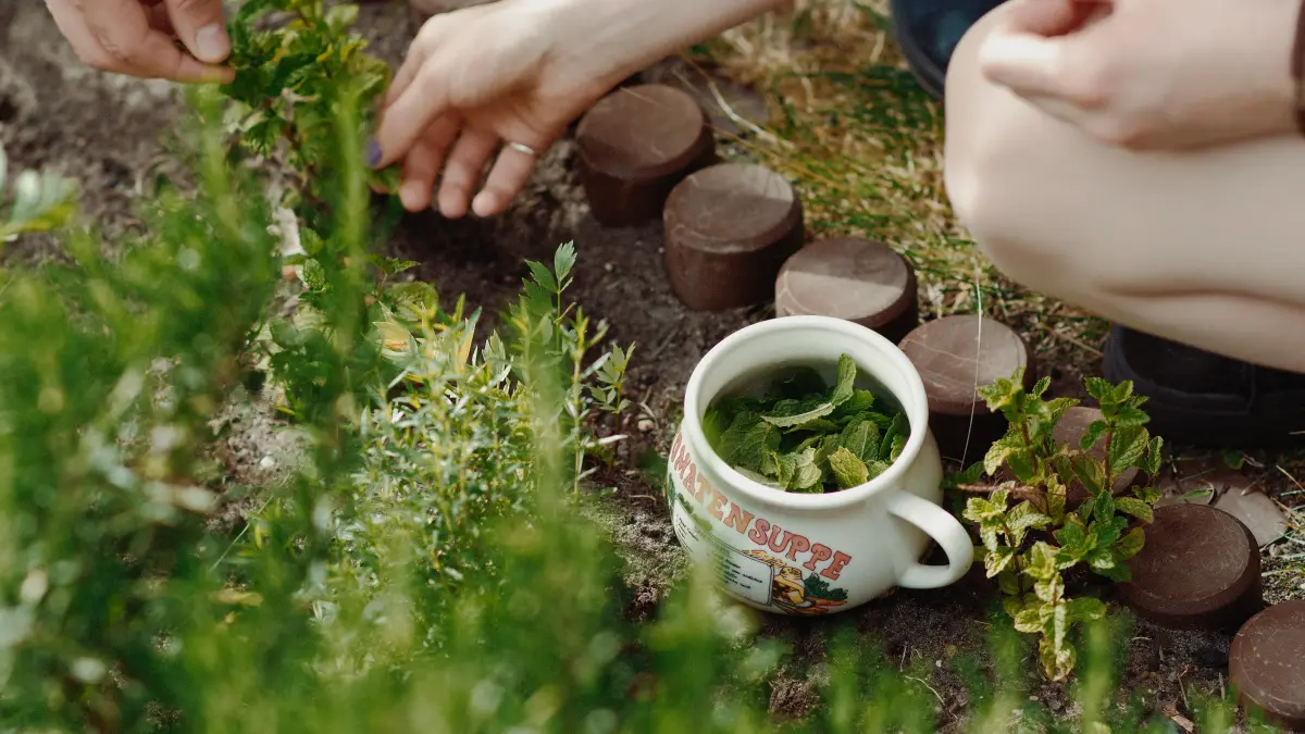 Langs de rand van je moestuin horen deze vaste kruiden