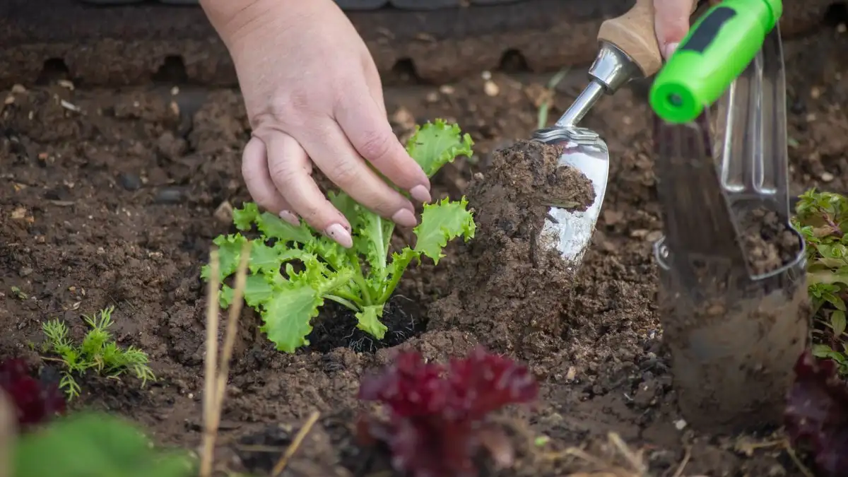 Wintergroenten plan je al in de zomer, niet in oktober