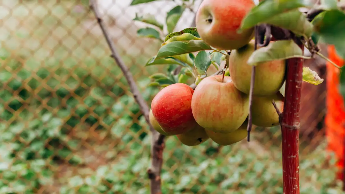 Eén appelboom planten kan je zomaar jaren oogst kosten