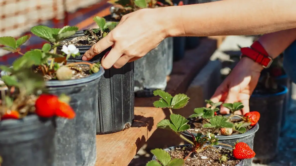 Wie in augustus plant, plukt volgend jaar meer aardbeien