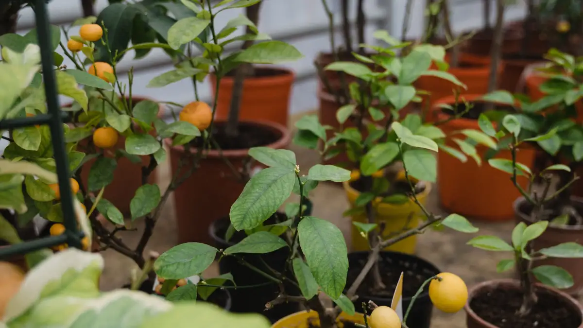 Een potfruitboom op je balkon droogt op één dag uit