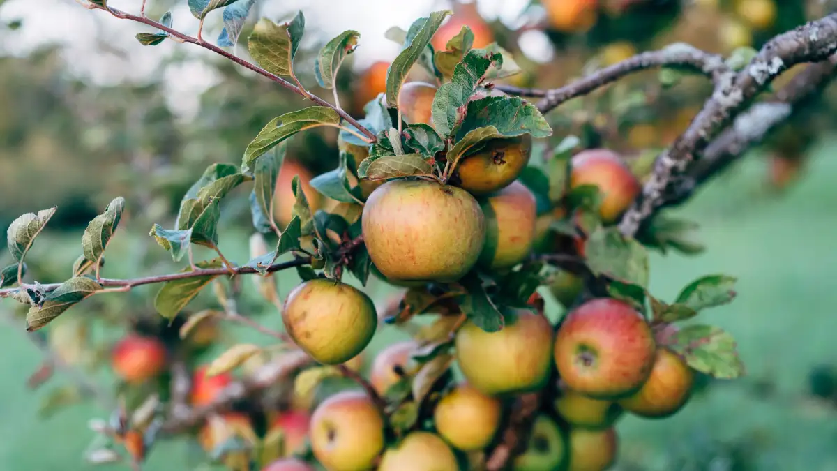 Zo voorkom je appelschurft op je appelboom zonder chemie