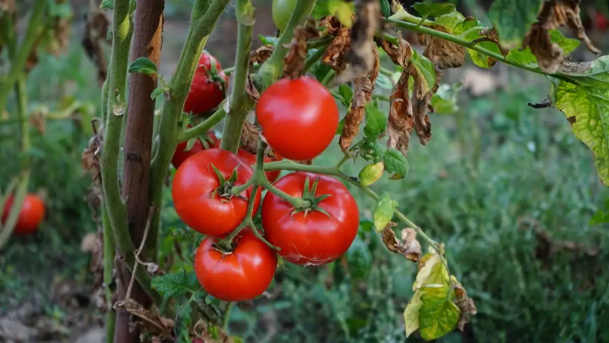 Dief je struiktomaten ook of alleen echte stamtomaten?