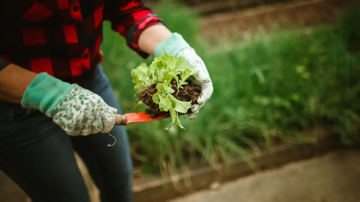 Kleine moestuin? Ook met twee bedden kun je wisselen