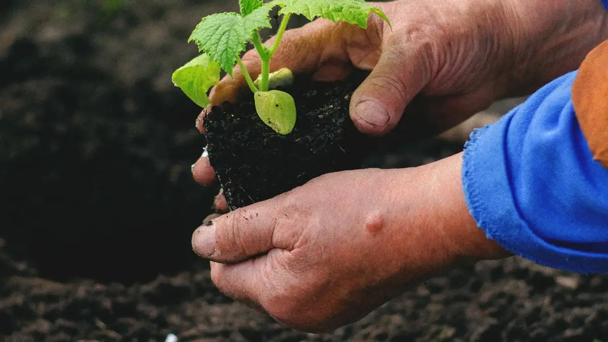 Zaai je binnen of buiten? Zo lees je de moestuinkalender