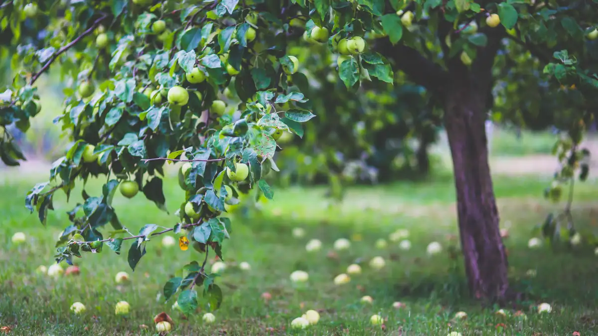 Waarom juist het blad onder je appelboom schurft veroorzaakt