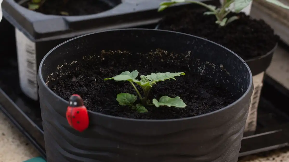 Wind droogt je balkonplanten uit, ook als je water geeft